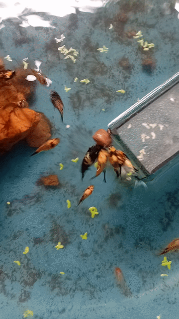 Cá Molly Tiger Đỏ cam. Mua bán Thú cưng khác tại Huyện Châu Thành Tiền Giang được đăng bởi Phương  hình 1
