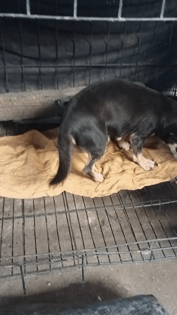 Chó Chihuahua Cái Đen. Mua bán Chó tại Huyện Hóc Môn Tp Hồ Chí Minh được đăng bởi Trần Quốc hình 1