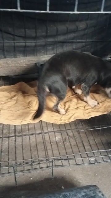 Chó Chihuahua Cái Đen. Mua bán Chó tại Huyện Hóc Môn Tp Hồ Chí Minh được đăng bởi Trần Quốc hình 1
