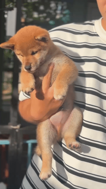 Chó Shiba Inu Vàng 2 tháng. Mua bán Chó tại Huyện Nhà Bè Tp Hồ Chí Minh được đăng bởi Chấn Huy hình 1