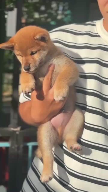 Chó Shiba Inu Vàng 2 tháng. Mua bán Chó tại Huyện Nhà Bè Tp Hồ Chí Minh được đăng bởi Chấn Huy hình 1