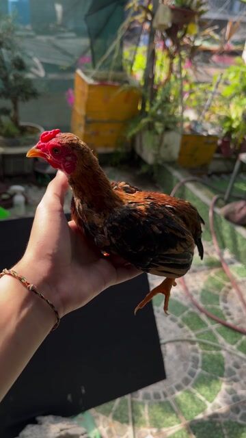 Gà tre trống Bò cháy. Mua bán Gà tại Quận Hà Đông Hà Nội được đăng bởi Đặng Hoàng Anh hình 1