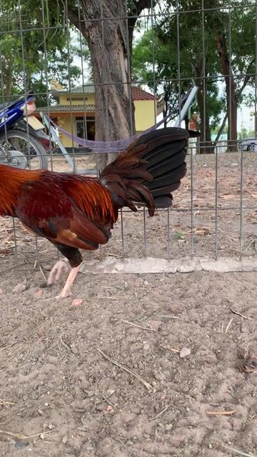 Gà tre 1.4kg Đực. Mua bán Gà tại Huyện Đức Hòa Long An được đăng bởi Thuận hình 1