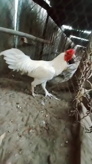 Gà chọi Thái Khaminh đực 11 tháng. Mua bán Gà tại Huyện Long Thành Đồng Nai được đăng bởi lê Vương hình 1