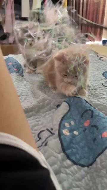 Mèo Anh lông ngắn 2 tháng tuổi. Mua bán Mèo tại Quận 6 Tp Hồ Chí Minh được đăng bởi Nguyễn Tuấn hình 1