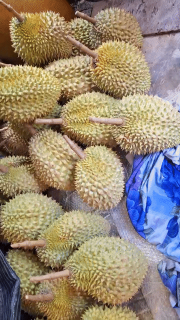 Sầu riêng vườn nhà Mỹ Hòa, Vĩnh Long. Mua bán Đồ ăn, thực phẩm và các loại khác tại Quận Ninh Kiều Cần Thơ được đăng bởi Luong Gia Quynh hình 1
