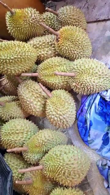 Sầu riêng vườn nhà Mỹ Hòa, Vĩnh Long. Mua bán Đồ ăn, thực phẩm và các loại khác tại Quận Ninh Kiều Cần Thơ được đăng bởi Luong Gia Quynh hình 1