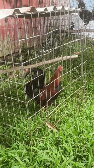 Gà chọi Đỏ đen 1.5kg. Mua bán Gà tại Huyện Thới Lai Cần Thơ được đăng bởi Âm Thanh Nhạc Sống Nhà Hàng Lưu Động hình 1
