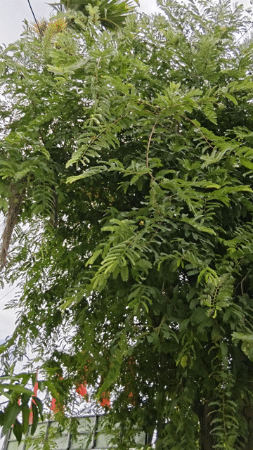 Cây me cảnh. Mua bán Cây cảnh, đồ trang trí tại Huyện Hòa Vang Đà Nẵng được đăng bởi Nguyễn tấn chùm hình 1