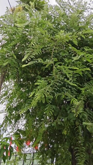 Cây me cảnh. Mua bán Cây cảnh, đồ trang trí tại Huyện Hòa Vang Đà Nẵng được đăng bởi Nguyễn tấn chùm hình 1