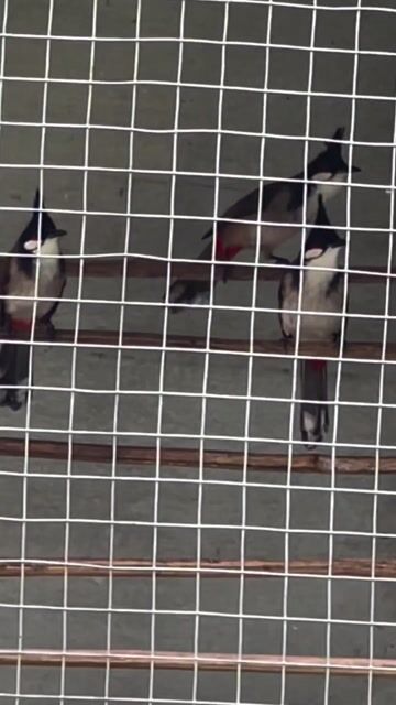 Bổi cám gà. Mua bán Chim tại Quận Liên Chiểu Đà Nẵng được đăng bởi Tuấn Dương hình 1