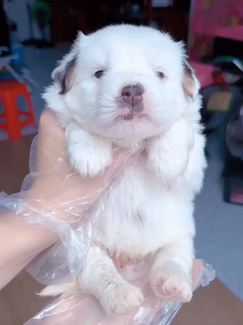 Chó poodle f1 2 tháng. Mua bán Chó tại Quận Bình Tân Tp Hồ Chí Minh được đăng bởi Minh nguyễn  hình 1