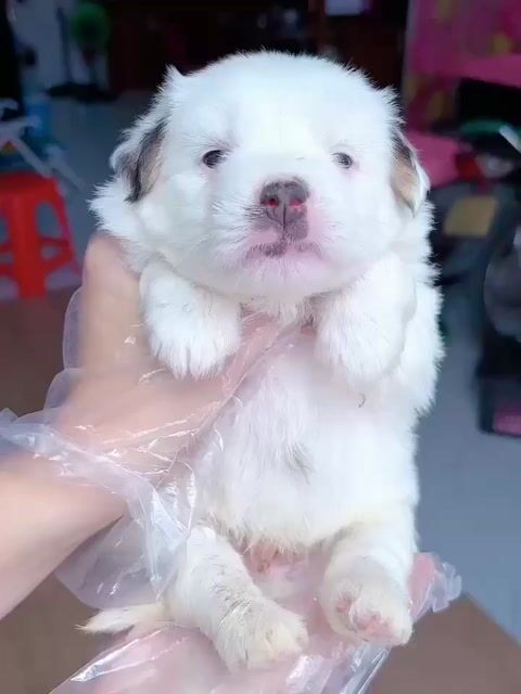 Chó poodle f1 2 tháng. Mua bán Chó tại Quận Bình Tân Tp Hồ Chí Minh được đăng bởi Minh nguyễn  hình 1