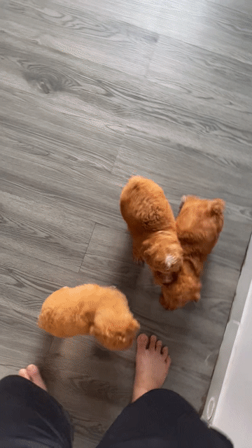 poodle thuần chủng. Mua bán Chó tại Quận 12 Tp Hồ Chí Minh được đăng bởi Nguyễn Nguyễn hình 1