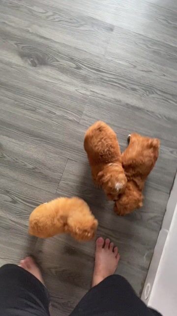 poodle thuần chủng. Mua bán Chó tại Quận 12 Tp Hồ Chí Minh được đăng bởi Nguyễn Nguyễn hình 1