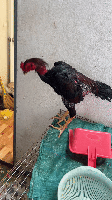 Gà chọi Đực màu Đen, đỏ. Mua bán Gà tại Huyện Thanh Trì Hà Nội được đăng bởi Thuỷ hình 1
