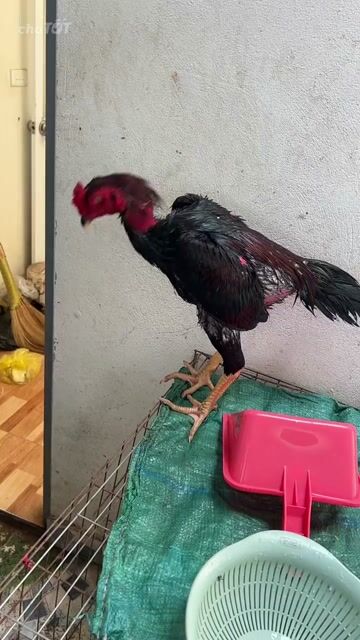 Gà chọi Đực màu Đen, đỏ. Mua bán Gà tại Huyện Thanh Trì Hà Nội được đăng bởi Thuỷ hình 1