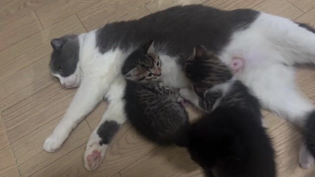 Mèo Anh lông ngắn lông vằn. Mua bán Mèo tại Quận 7 Tp Hồ Chí Minh được đăng bởi Bảo Linh hình 1