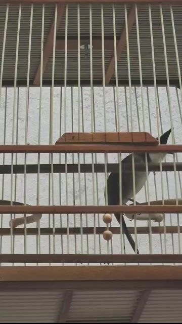 Chim chào mào chưa có lửa. Mua bán Chim tại Thị xã Sơn Tây Hà Nội được đăng bởi Phạm Quang Dũng hình 1