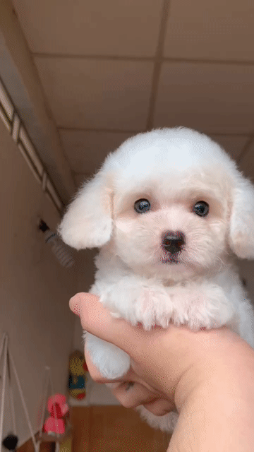 Chó Poodle cái. Mua bán Chó tại Quận Ninh Kiều Cần Thơ được đăng bởi Hà Hoài Nam hình 1
