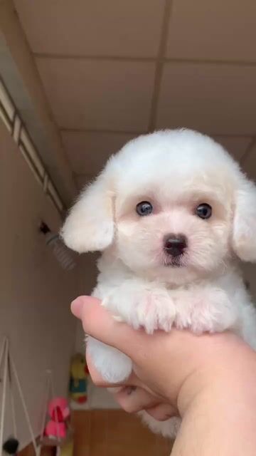 Chó Poodle cái. Mua bán Chó tại Quận Ninh Kiều Cần Thơ được đăng bởi Hà Hoài Nam hình 1