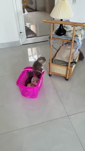 Mèo bi tabby  đực 55 ngày tuổi. Mua bán Mèo tại Quận 7 Tp Hồ Chí Minh được đăng bởi Mạnh Huỳnh Văn hình 1