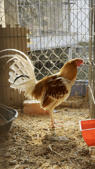 Gà tre Bướm camelo. Mua bán Gà tại Huyện Càng Long Trà Vinh được đăng bởi Lê Hoàng Tuấn Khanh hình 1