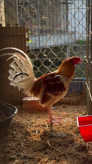 Gà tre Bướm camelo. Mua bán Gà tại Huyện Càng Long Trà Vinh được đăng bởi Lê Hoàng Tuấn Khanh hình 1