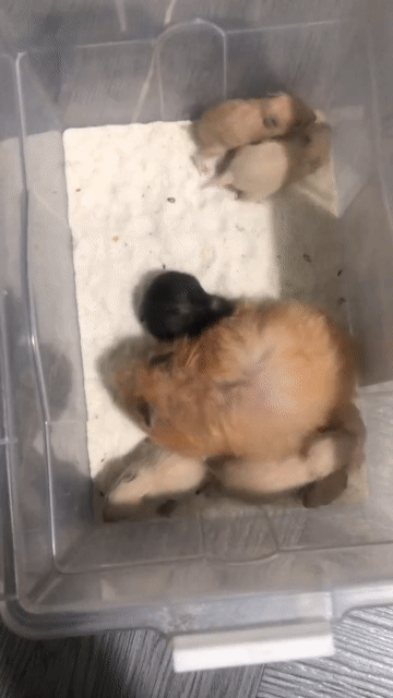 Chuột Hamster nhiều màu. Mua bán Thú cưng khác tại Huyện Hóc Môn Tp Hồ Chí Minh được đăng bởi Pham Truong hình 1