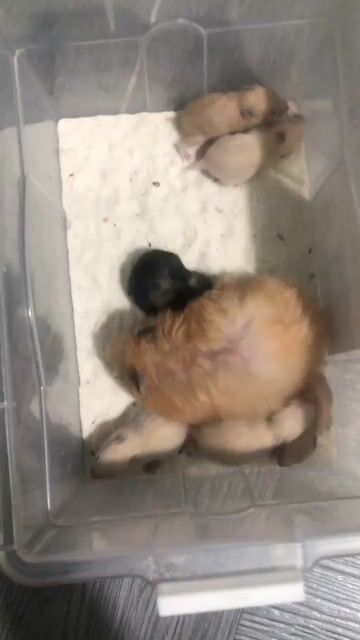 Chuột Hamster nhiều màu. Mua bán Thú cưng khác tại Huyện Hóc Môn Tp Hồ Chí Minh được đăng bởi Pham Truong hình 1
