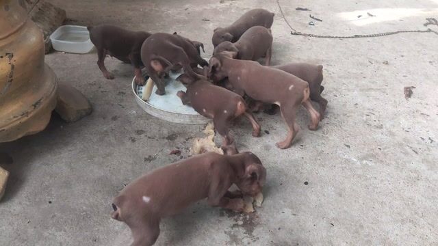 Chó Phốc hươu đực cái 45 ngày tuổi. Mua bán Chó tại Huyện Hòa Vang Đà Nẵng được đăng bởi Vương hình 1