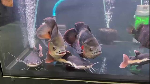 Cá Tai Tượng Châu Phi 6-7 ngón. Mua bán Thú cưng khác tại Quận Bình Tân Tp Hồ Chí Minh được đăng bởi hiếu hình 1