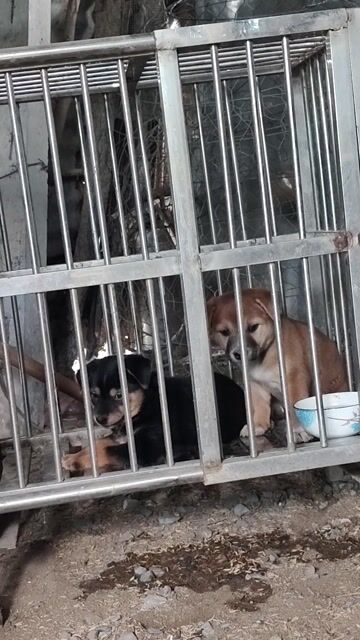 Chó Mông cộc cái. Mua bán Chó tại Huyện Cần Đước Long An được đăng bởi Quảng ca hình 1