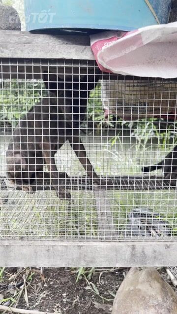 Chó Phú Quốc Đực Đen 4-5kg. Mua bán Chó tại Huyện Mỏ Cày Nam Bến Tre được đăng bởi NN Vlog hình 1