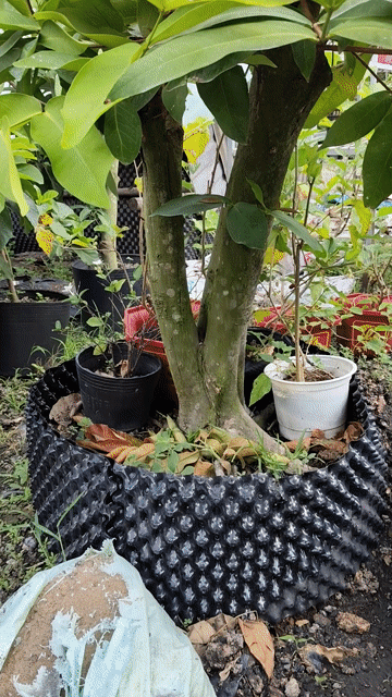 Mận An Phước 2m Phu thê. Mua bán Cây cảnh, đồ trang trí tại Huyện Gò Dầu Tây Ninh được đăng bởi Dương hình 1
