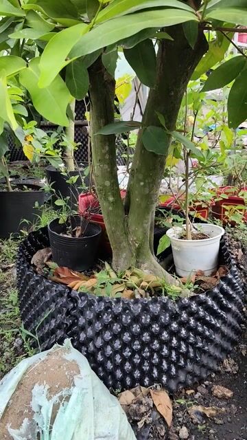 Mận An Phước 2m Phu thê. Mua bán Cây cảnh, đồ trang trí tại Huyện Gò Dầu Tây Ninh được đăng bởi Dương hình 1