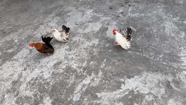 Gà Thái 2 trống 1 mái 4 tháng. Mua bán Gà tại Quận 7 Tp Hồ Chí Minh được đăng bởi Huu Huan hình 1