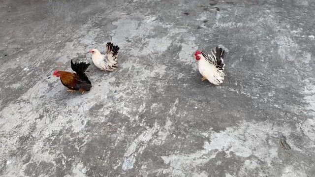 Gà Thái 2 trống 1 mái 4 tháng. Mua bán Gà tại Quận 7 Tp Hồ Chí Minh được đăng bởi Huu Huan hình 1