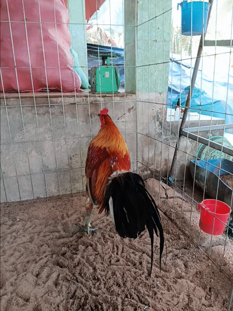 gà vành chân xanh 3ki. Mua bán Gà tại Huyện Thạnh Phú Bến Tre được đăng bởi vinh hình 1
