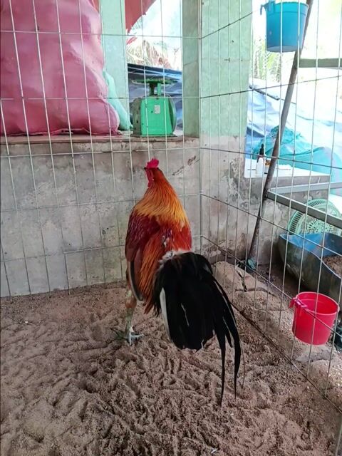 gà vành chân xanh 3ki. Mua bán Gà tại Huyện Thạnh Phú Bến Tre được đăng bởi vinh hình 1