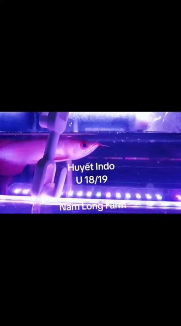 Huyết Indo,19/20cm,đầu muỗng,đuôi to,càng dài,. Mua bán Thú cưng khác tại Quận Bình Tân Tp Hồ Chí Minh được đăng bởi Nam Long Farm hình 1