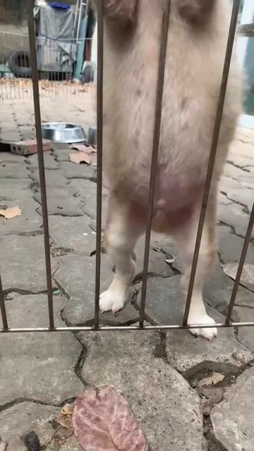 Chó Shiba Inu VKA thuần chủng. Mua bán Chó tại Quận 7 Tp Hồ Chí Minh được đăng bởi Duy Anh hình 1