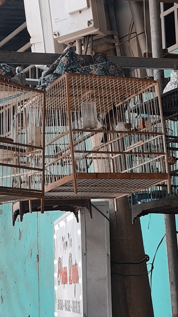 Chim chào mào 2 mùa. Mua bán Chim tại Huyện Đức Hòa Long An được đăng bởi Hoài Bảo Trương hình 1