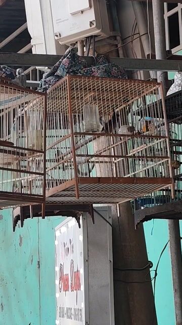 Chim chào mào 2 mùa. Mua bán Chim tại Huyện Đức Hòa Long An được đăng bởi Hoài Bảo Trương hình 1