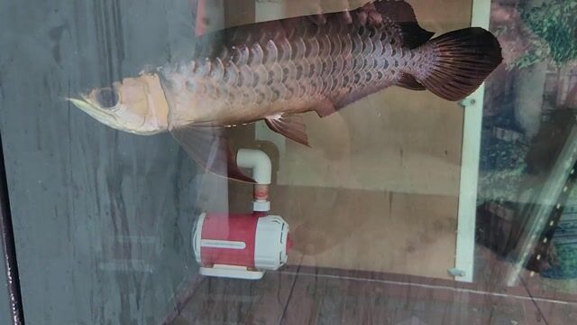 Cá cảnh Kim Long Quá Bối Gần 30cm. Mua bán Thú cưng khác tại Quận 8 Tp Hồ Chí Minh được đăng bởi Bình Trần hình 1