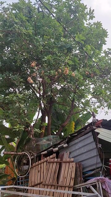 Gia đình bán cây cảnh Lộc Vừng 30 năm 5m. Mua bán Cây cảnh, đồ trang trí tại Quận Bình Tân Tp Hồ Chí Minh được đăng bởi Nguyễn Thị Cẩm Nhung hình 1