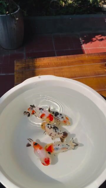 Cá Ranchu Tini Calico Đa sắc. Mua bán Thú cưng khác tại Quận 4 Tp Hồ Chí Minh được đăng bởi Phúc hình 1