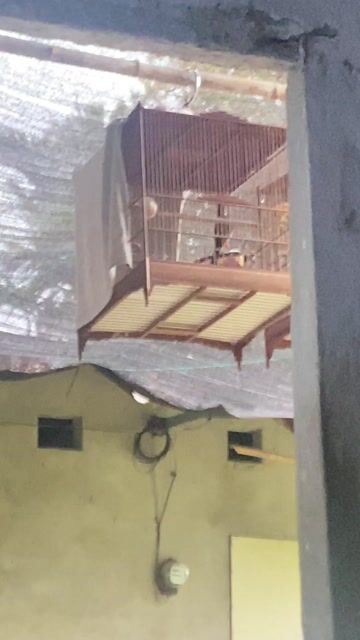 Chim bổi Lanh chim giọng Hay. Mua bán Chim tại Thị xã Hương Trà Thừa Thiên Huế được đăng bởi duong cong hoang hình 1