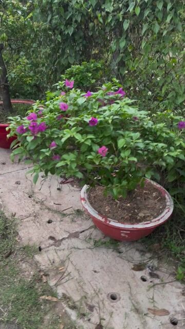 Thang lý vườn hoa giấy nhà trồng. Mua bán Cây cảnh, đồ trang trí tại Thành phố Thủ Dầu Một Bình Dương được đăng bởi Hoàng Thắm hình 1