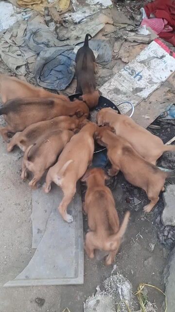 Chó Phú Quốc Nâu. Mua bán Chó tại Quận Liên Chiểu Đà Nẵng được đăng bởi Anh Hùng hình 1